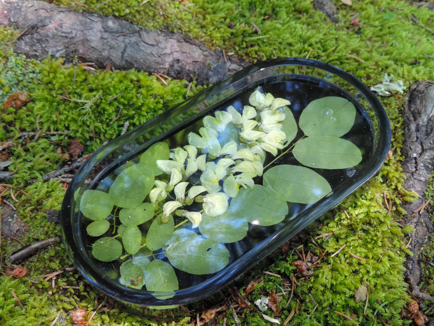 Black Locust Flower & Leaf Tray