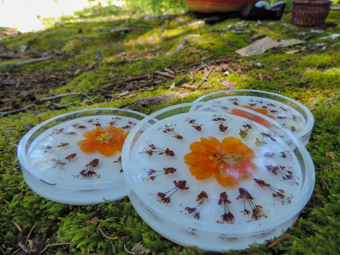 Cosmos & Red Maple Flower Coasters - Set of 3