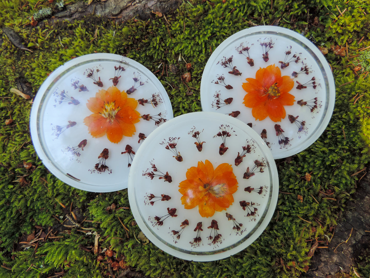 Cosmos & Red Maple Flower Coasters - Set of 3